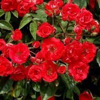 Ред Моцарт (Red Mozart)