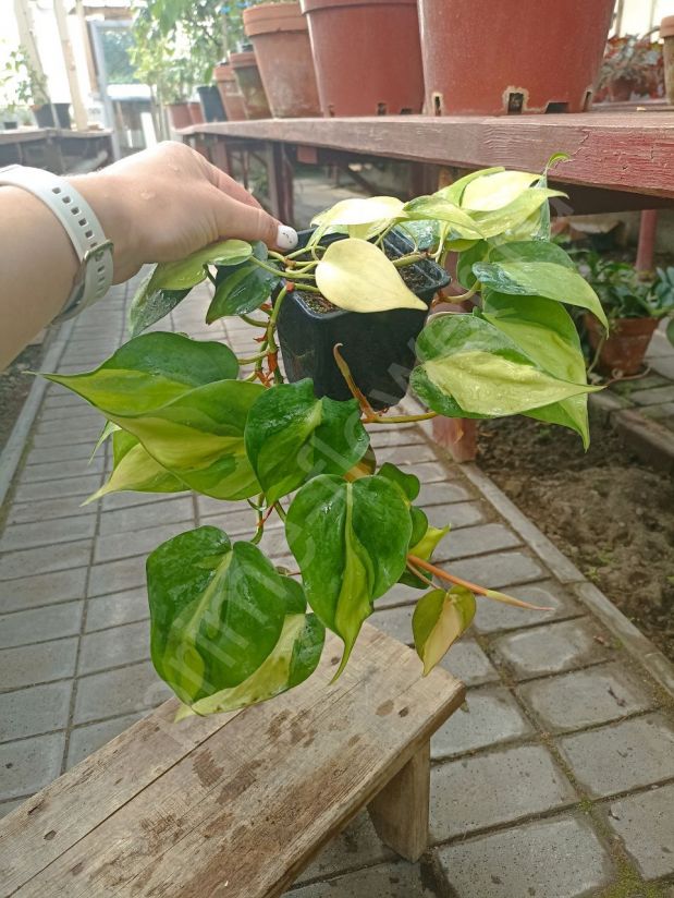 Филодендрон Бразилия