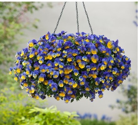 Виола виттрока (Viola wittrockiana) Cool Wave Morpho, 10 семян