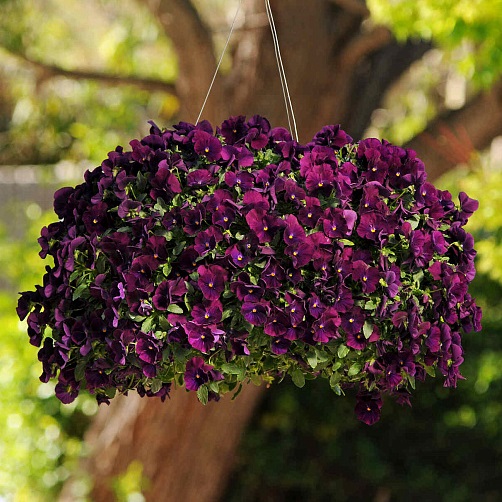 Виола виттрока (Viola wittrockiana) Cool Wave Purple, 10 семян