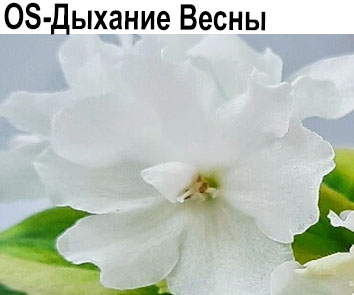 OS-Дыхание Весны