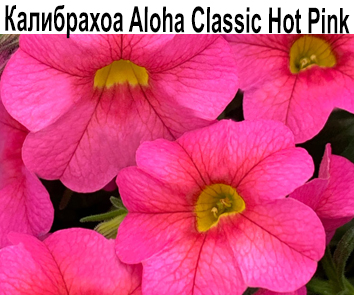 Aloha Classik Hot Pink