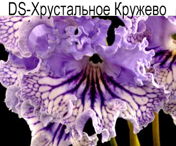 DS-Хрустальное Кружево (Диметрис)