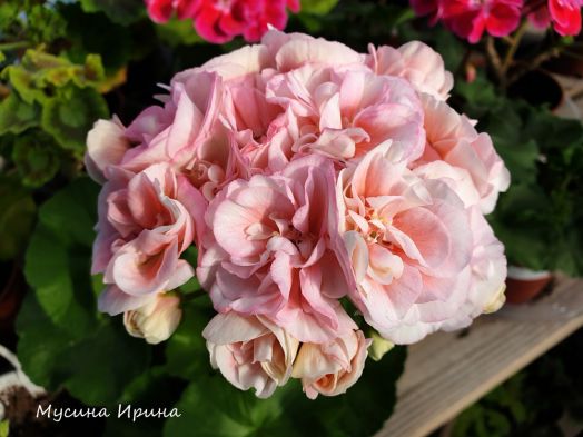 ЮВ_Роксалана № 0351