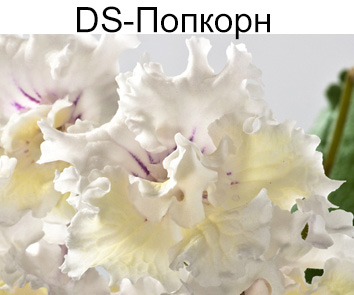 DS-Попкорн (Диметрис)