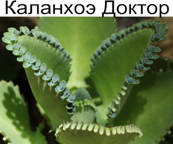 Каланхоэ Доктор