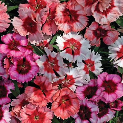 Гвоздика китайская (Dianthus chinensis F1) Super Parfait Mix, 50 драже