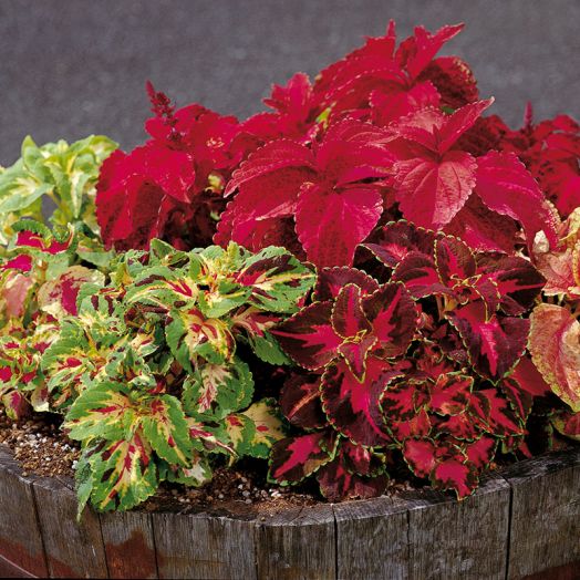 Колеус гибридный (Coleus hybrida) Superfine Rainbow Mix, 100 семян