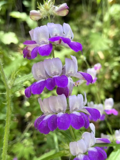 Коллинсия разнолистная (Collinsia heterophylla) Bicolour, 1г семян