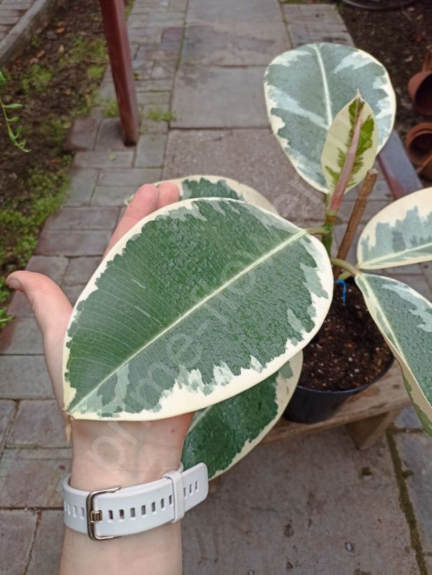 Фикус Каучуконосный Тинеке