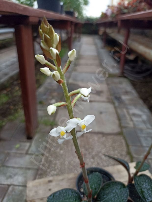 Лудизия "Драгоценная орхидея"