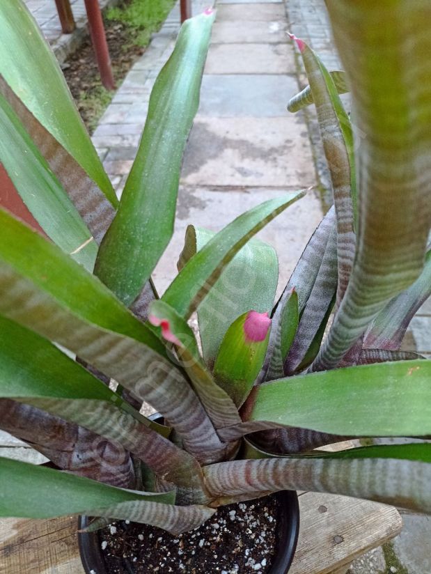 Неорегелия Спектабилис "Neoregelia spectabilis"