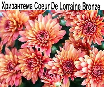 Хризантема Coeur De Lorraine Bronze