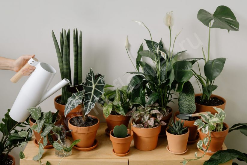 Пересадка комнатных растений