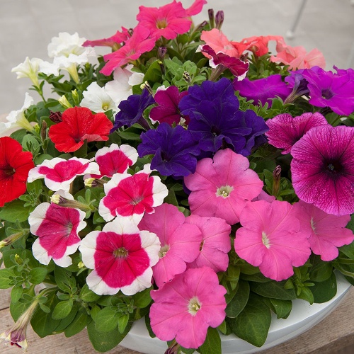 Петуния многоцветковая (Petunia multiflora F1) Merlin Mix, 100 драже