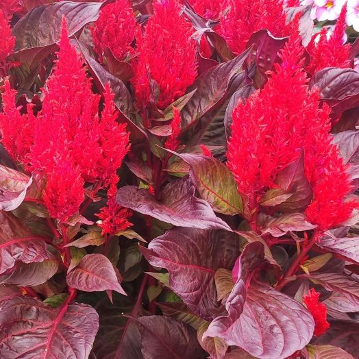 Целозия перистая (Celosia plumosa) Arrabona red bronze leafed , 250 семян