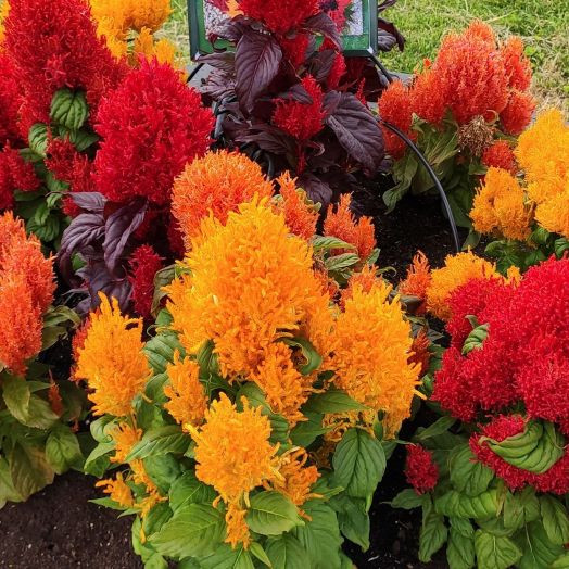 Целозия перистая (Celosia plumosa) Arrabona full mixture, 250 семян