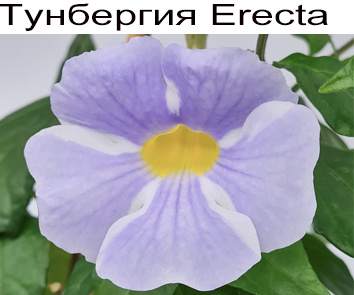 Тунбергия Erecta комнатная