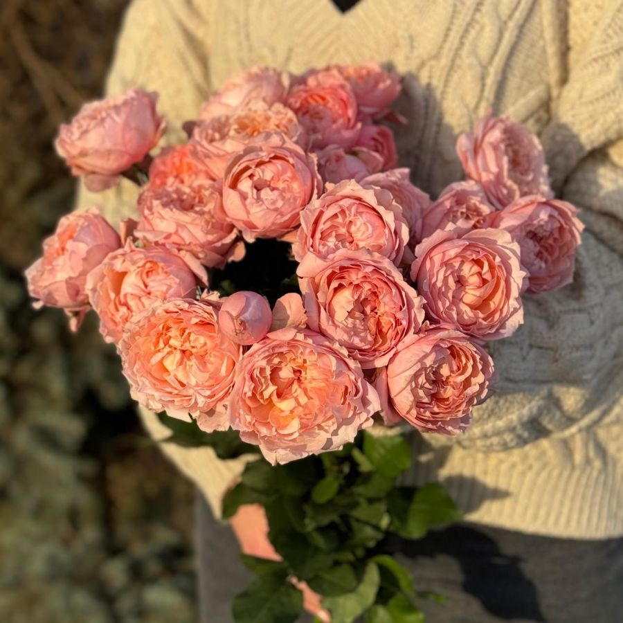 Букет из розовых кустовых пионовидных роз