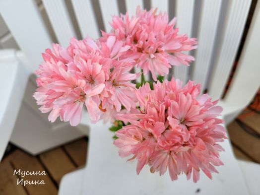 Dream lover № 1210