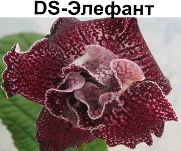 DS-Элефант