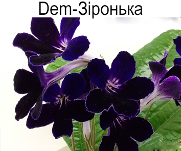 Dem-Зiронька