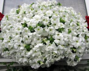 Петуния Fanfara White