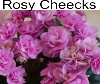 Rosy Cheecks