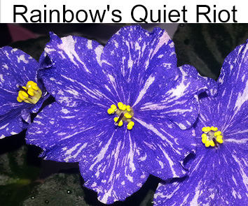 Rainbow's Quiet Riot