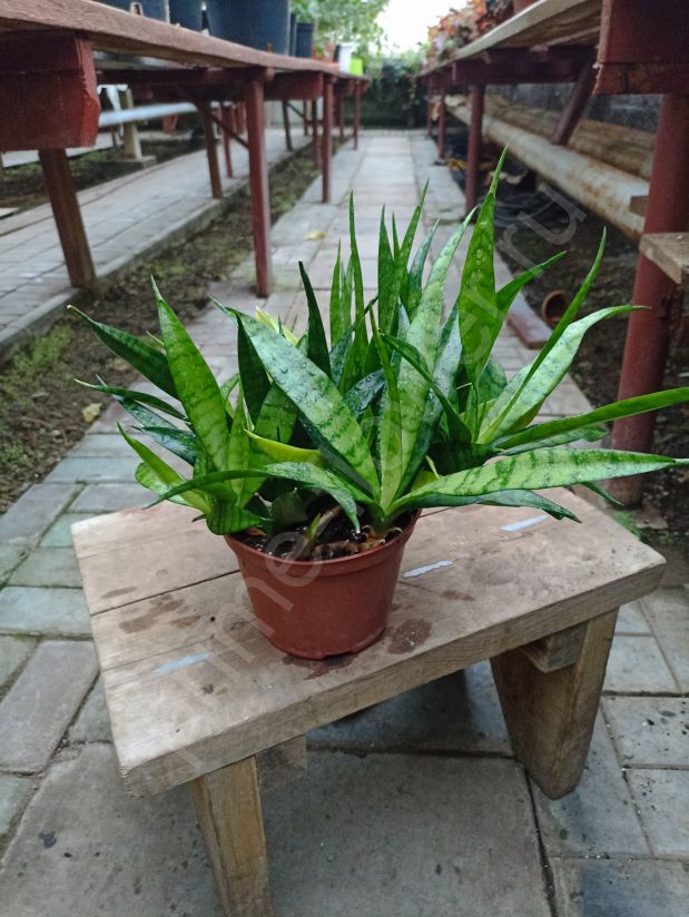 Сансевиерия Дунери