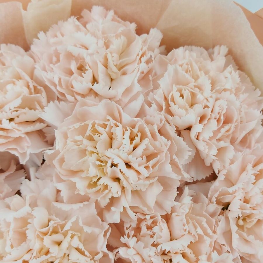 Кремовые диантусы