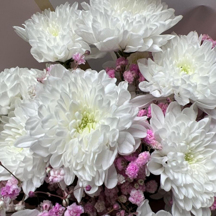 Хризантема с гипсофилой