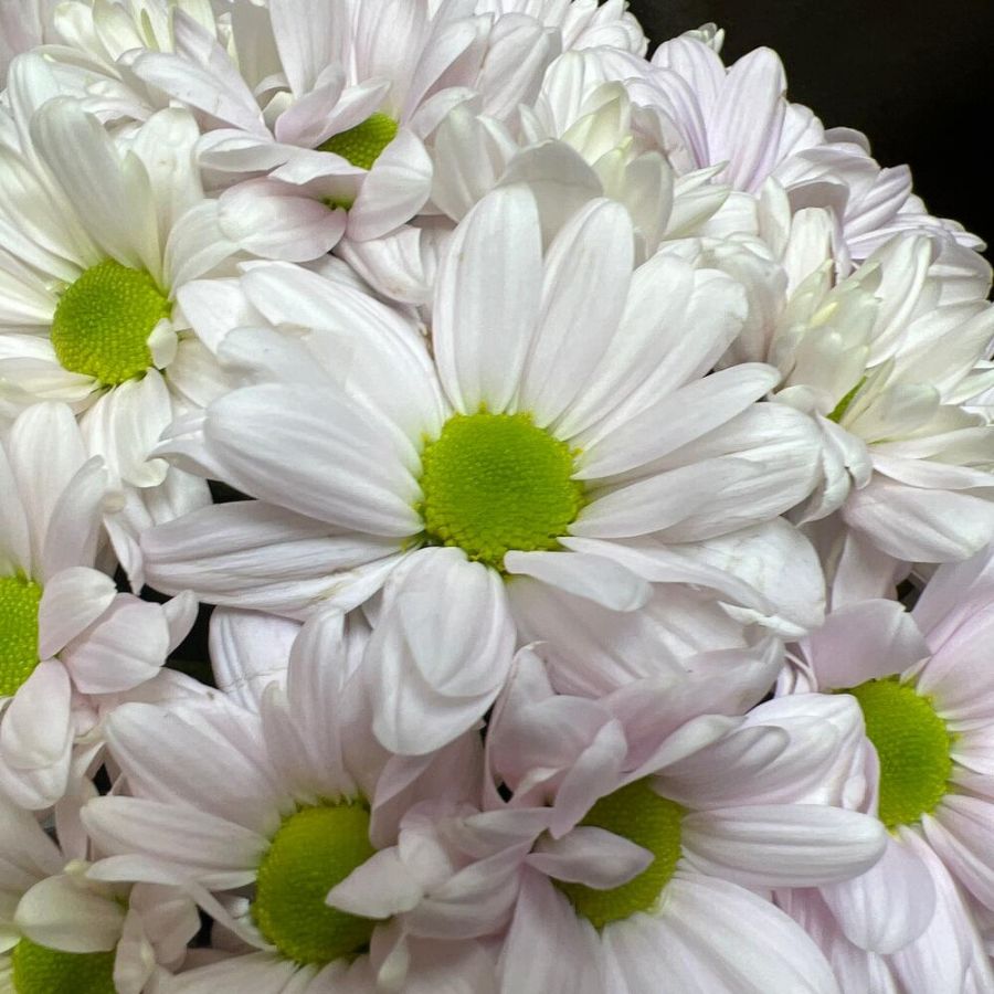 Хризантема в коробке