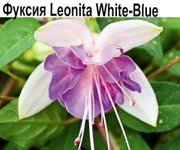 Фуксия Leonita White-Blue (3 черенка в ст.)