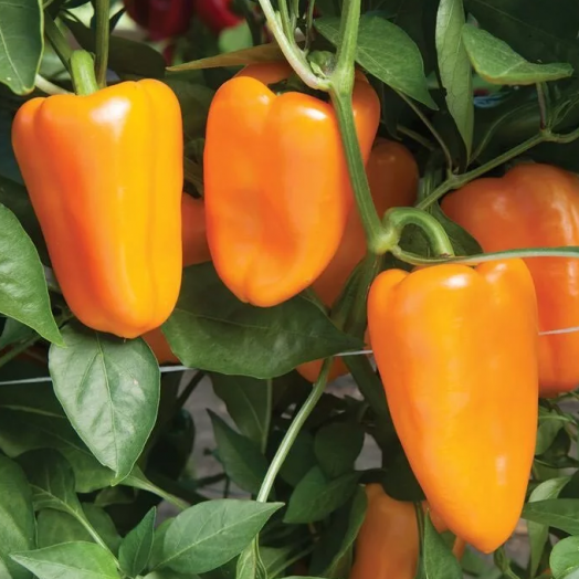 Перец сладкий ЯНТАРЬ, 5г семян