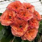 Кенсингтон Гарден (Kensington Garden)