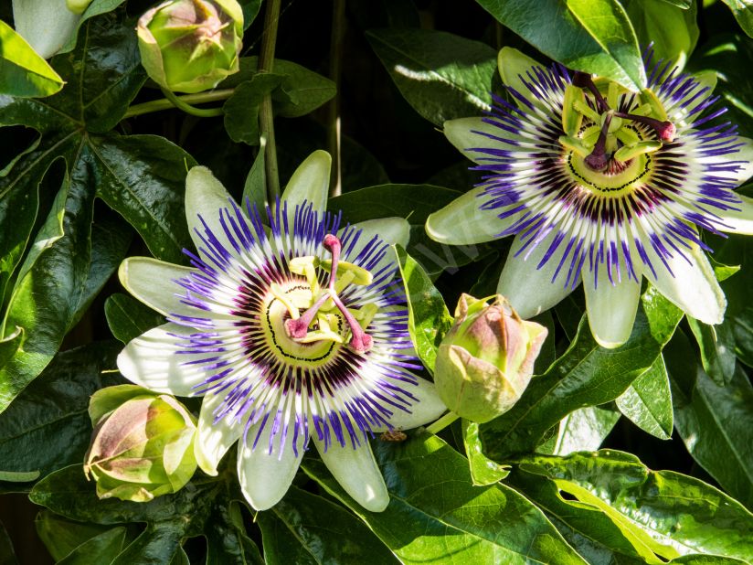 Пассифлора Карулеа (Голубая) или Маракуйя