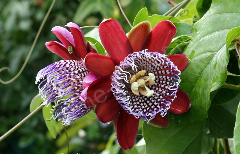 Пассифлора Алата Ред (Бразильская Маракуйя)
