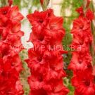 Gladiolus-Korazon-10-12-3-sht