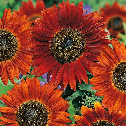 Подсолнечник однолетний (Helianthus annuus) Velvet Queen, 50 семян