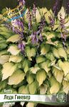 Hosta-Ledi-Ginever-LADY-GUINEVERE-1-sht