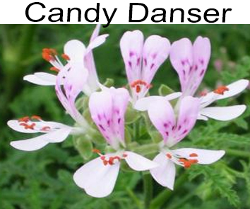 Пеларгония душистая Candy Dancer