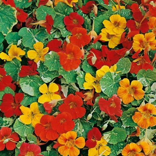 Настурция (Tropaeolum nanum) Alaska Mixed, 25г семян
