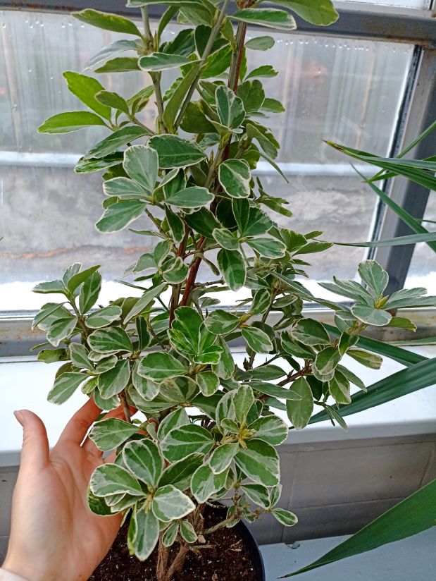 Бересклет японский Латифолиус Альбомаргинатус