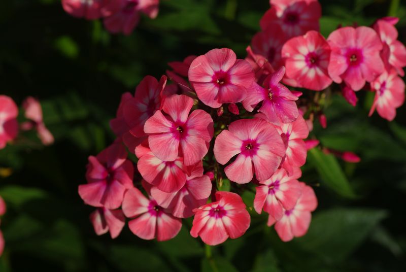 Флокс 'Лариса' / Phlox 'Larisa'