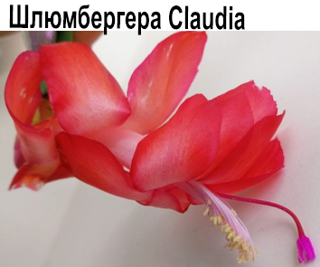 Шлюмбергера Claudia (Новинка!)