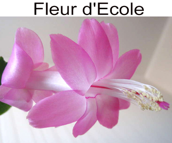 Шлюмбергера Fleur d`Ecole