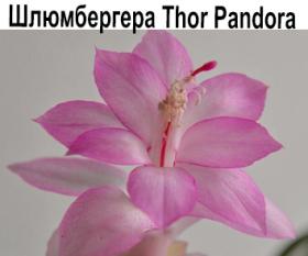 Шлюмбергера Thor Pandora (Новинка!)