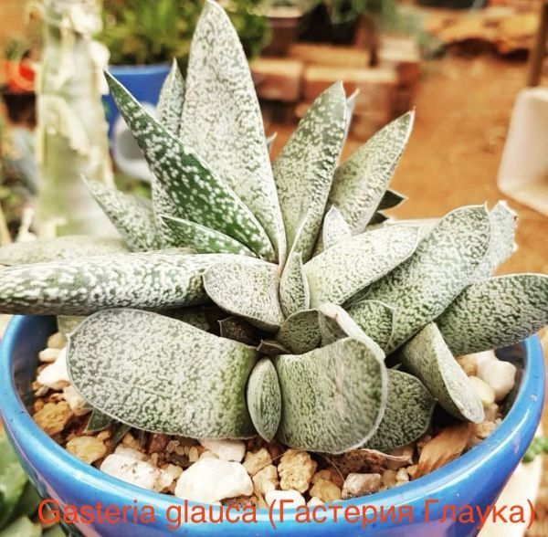 Gasteria glauca (Гастерия Глаука)