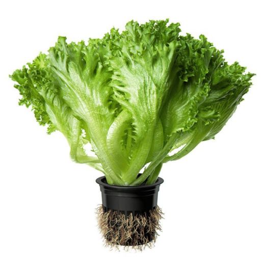 Салат Фриллис, 10 драже